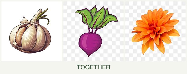 Can you plant garlic, beets and dahlias together?