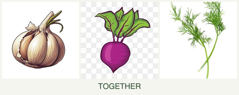 Can you plant garlic, beets and dill together?