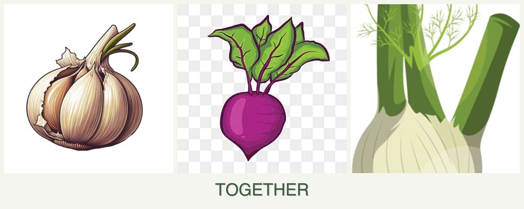 Can you plant garlic, beets and fennel together?