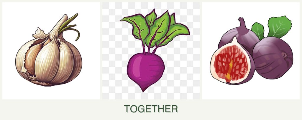 Can you plant garlic, beets and figs together?