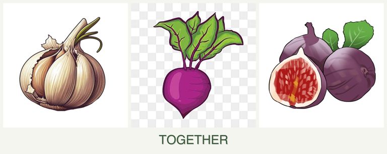 Can you plant garlic, beets and figs together?