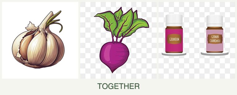 Can you plant garlic, beets and geraniums together?