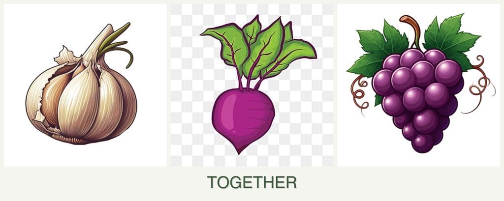 Can you plant garlic, beets and grapes together?
