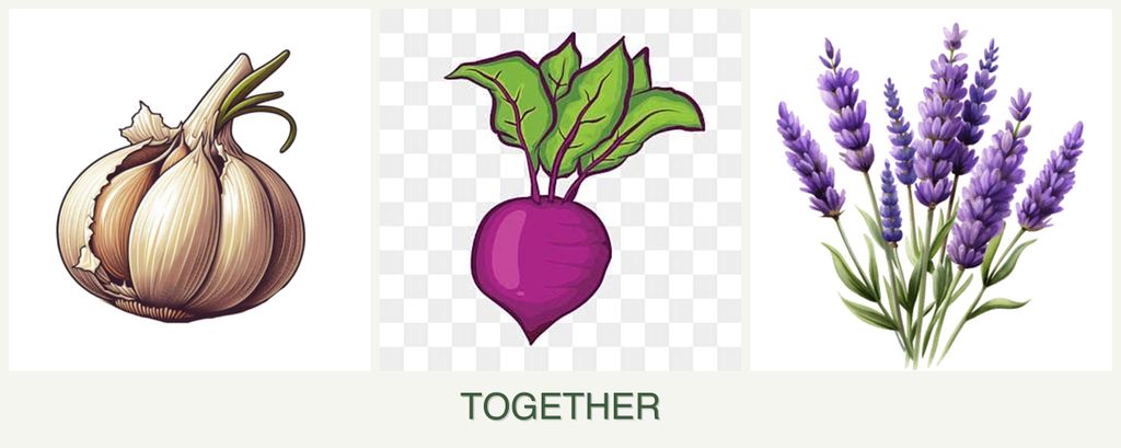 Can you plant garlic, beets and lavender together?
