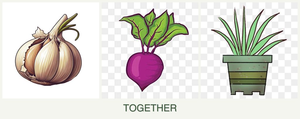 Can you plant garlic, beets and lemongrass together?