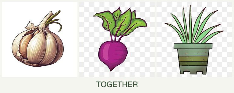 Can you plant garlic, beets and lemongrass together?