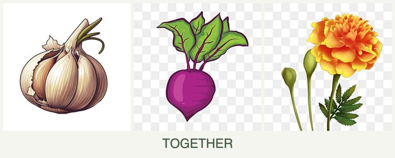 Can you plant garlic, beets and marigolds together?