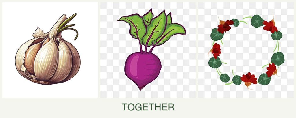 Can you plant garlic, beets and nasturtiums together?