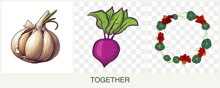 Can you plant garlic, beets and nasturtiums together?