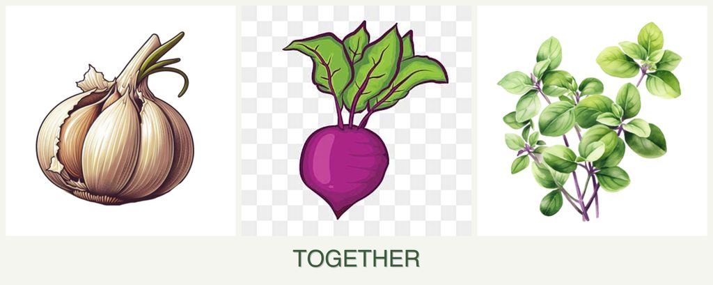 Can you plant garlic, beets and oregano together?