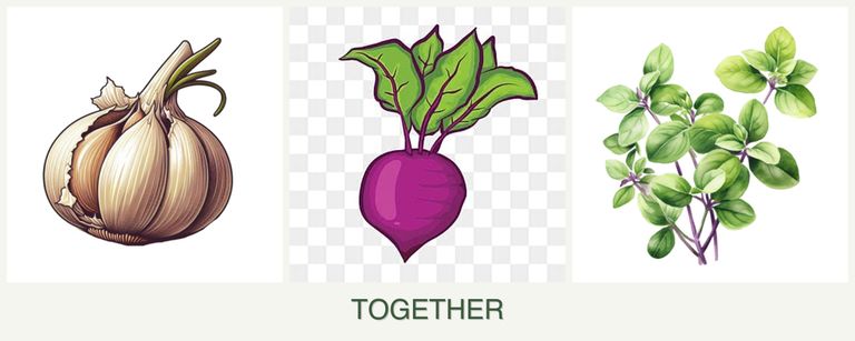 Can you plant garlic, beets and oregano together?