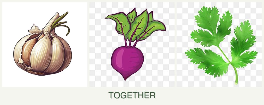 Can you plant garlic, beets and parsley together?