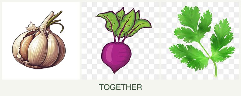 Can you plant garlic, beets and parsley together?