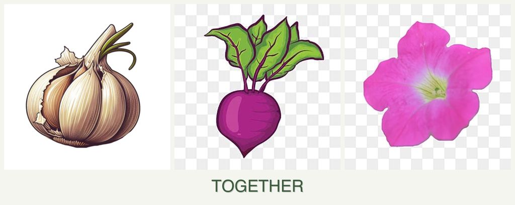 Can you plant garlic, beets and petunias together?