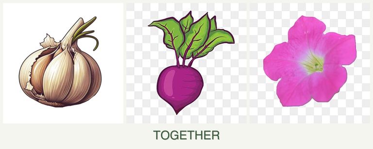 Can you plant garlic, beets and petunias together?