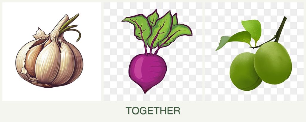 Can you plant garlic, beets and plums together?