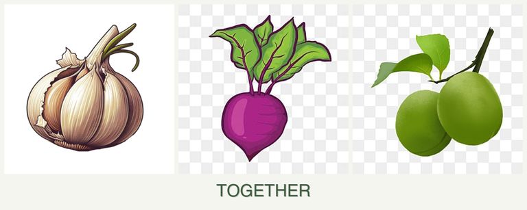Can you plant garlic, beets and plums together?