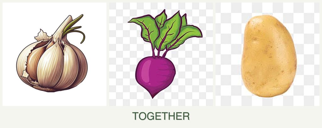Can you plant garlic, beets and potatoes together?
