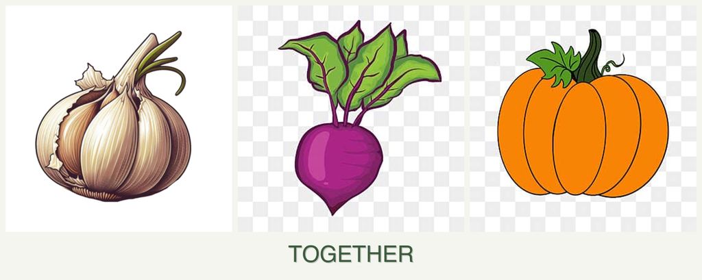 Can you plant garlic, beets and pumpkin together?