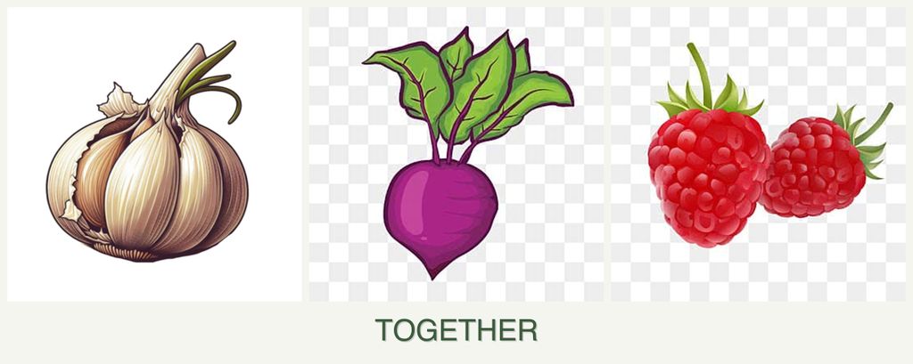 Can you plant garlic, beets and raspberries together?