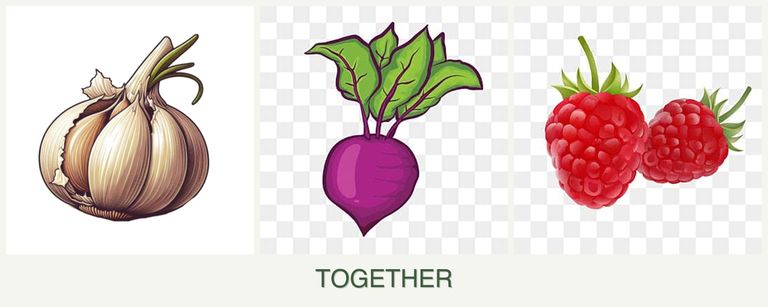Can you plant garlic, beets and raspberries together?