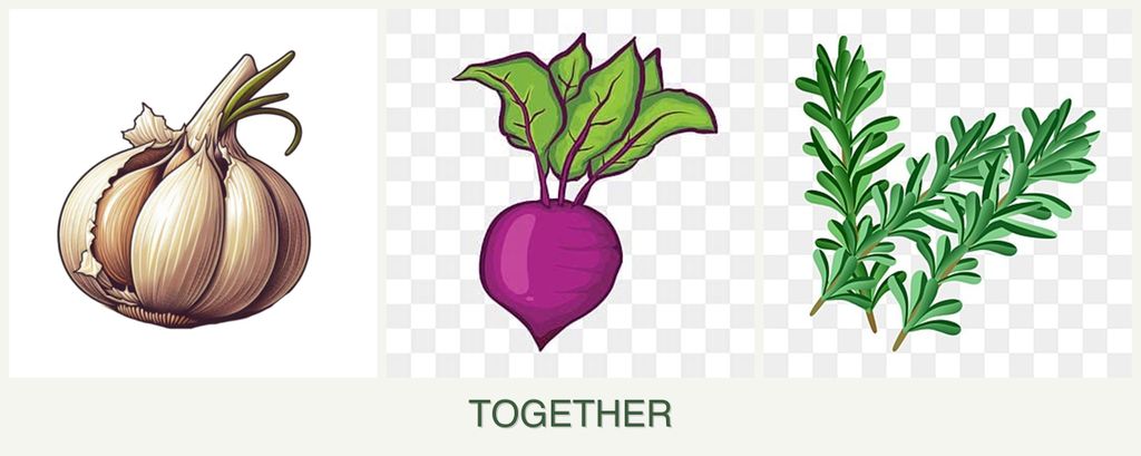 Can you plant garlic, beets and rosemary together?
