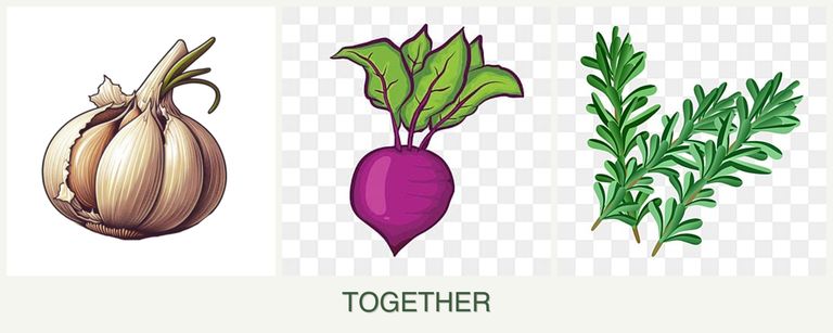 Can you plant garlic, beets and rosemary together?