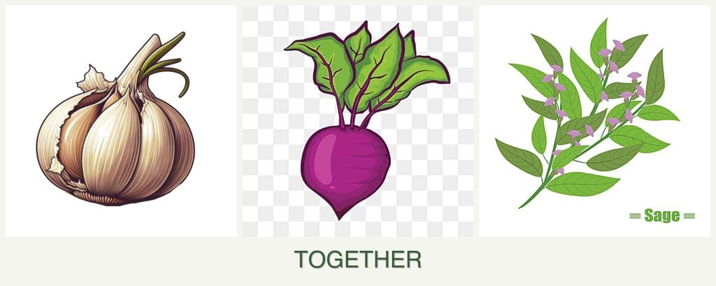 Can you plant garlic, beets and sage together?