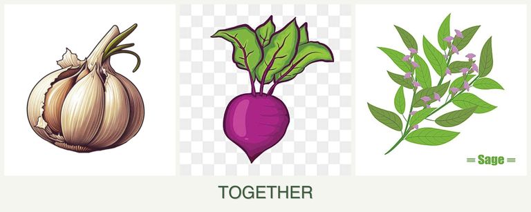 Can you plant garlic, beets and sage together?