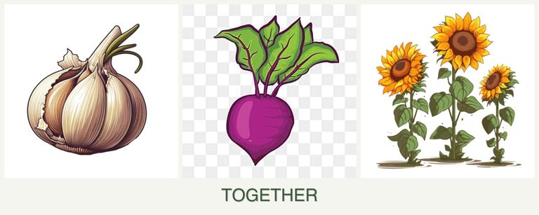 Can you plant garlic, beets and sunflowers together?