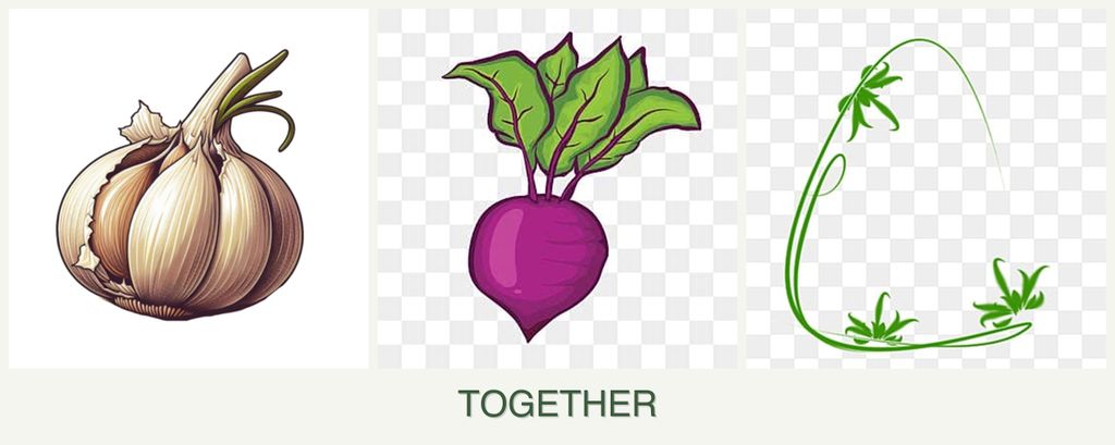 Can you plant garlic, beets and tarragon together?