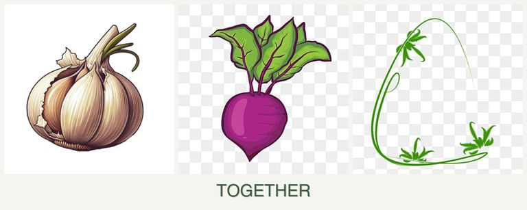 Can you plant garlic, beets and tarragon together?