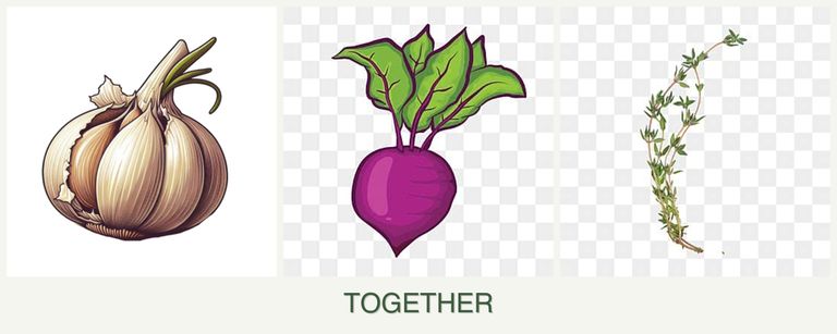 Can you plant garlic, beets and thyme together?