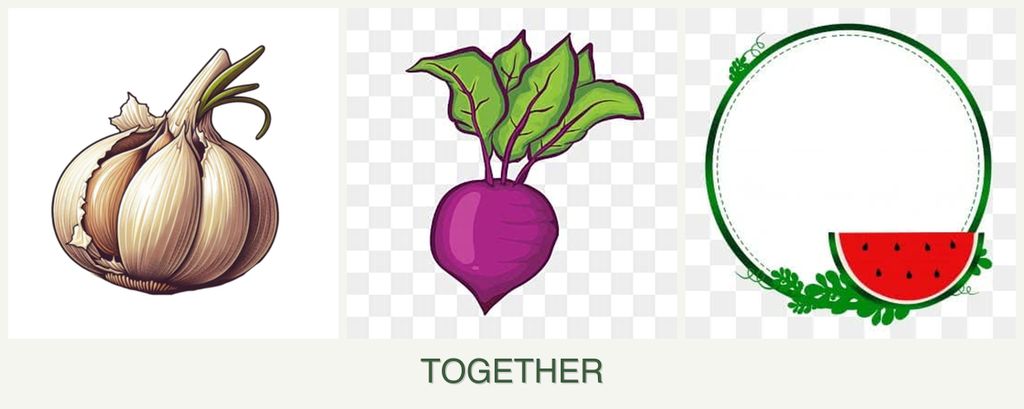 Can you plant garlic, beets and watermelons together?
