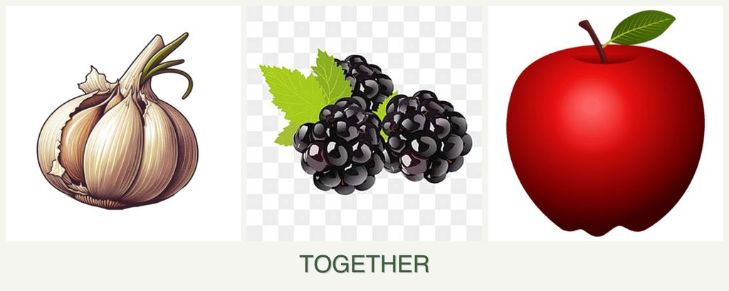 Can you plant garlic, blackberries and apples together?