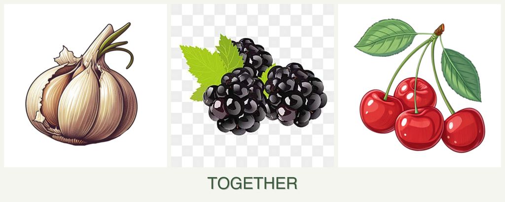 Can you plant garlic, blackberries and cherries together?