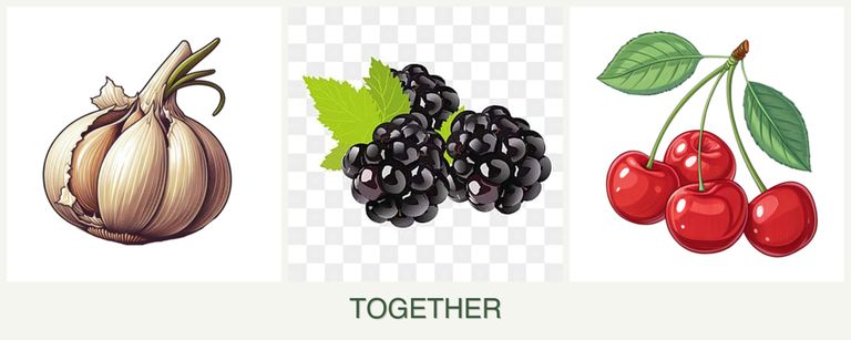 Can you plant garlic, blackberries and cherries together?