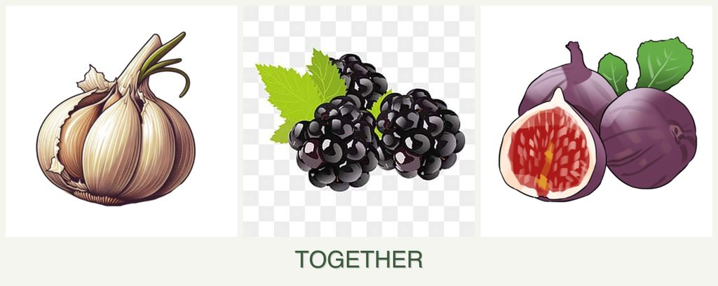 Can you plant garlic, blackberries and figs together?