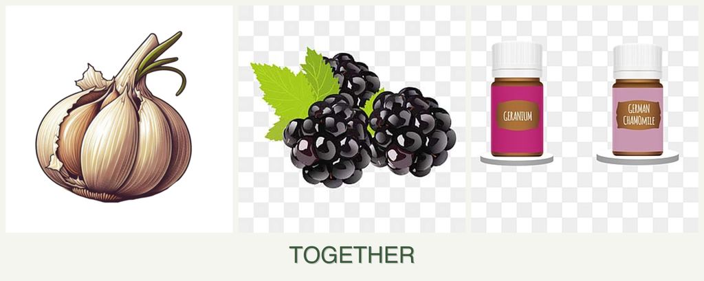 Can you plant garlic, blackberries and geraniums together?