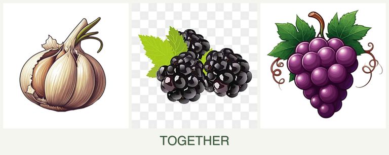 Can you plant garlic, blackberries and grapes together?