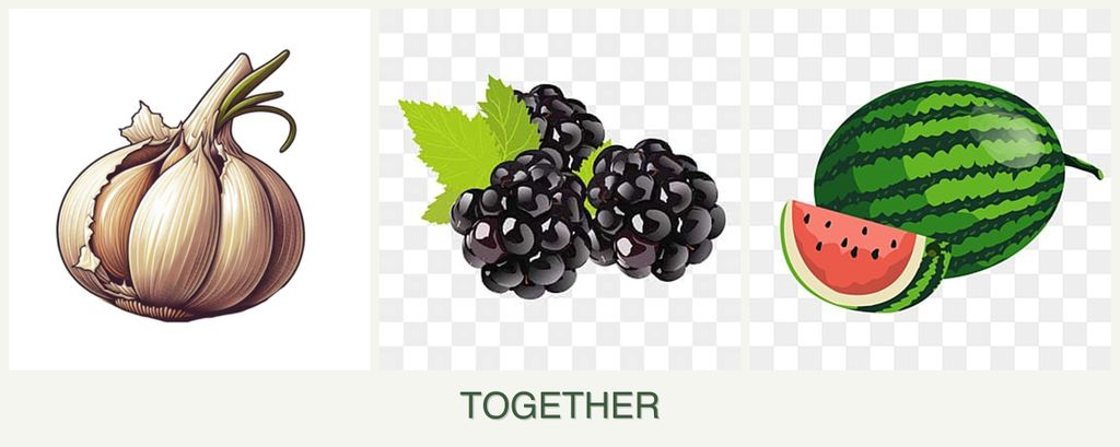 Can you plant garlic, blackberries and melons together?