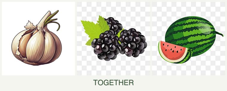 Can you plant garlic, blackberries and melons together?