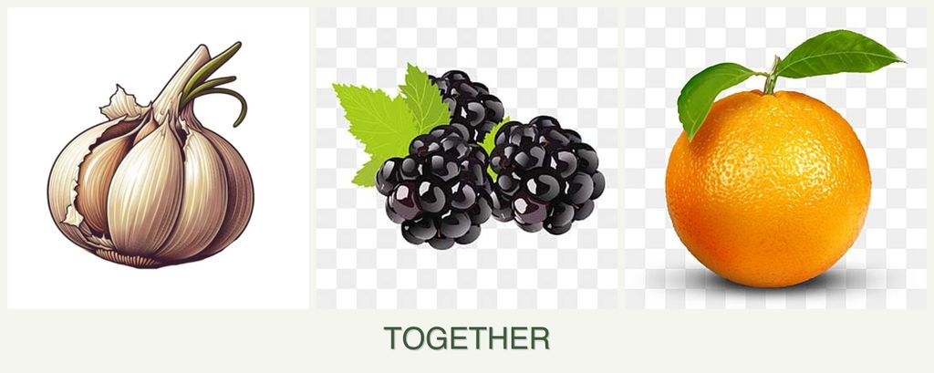 Can you plant garlic, blackberries and oranges together?