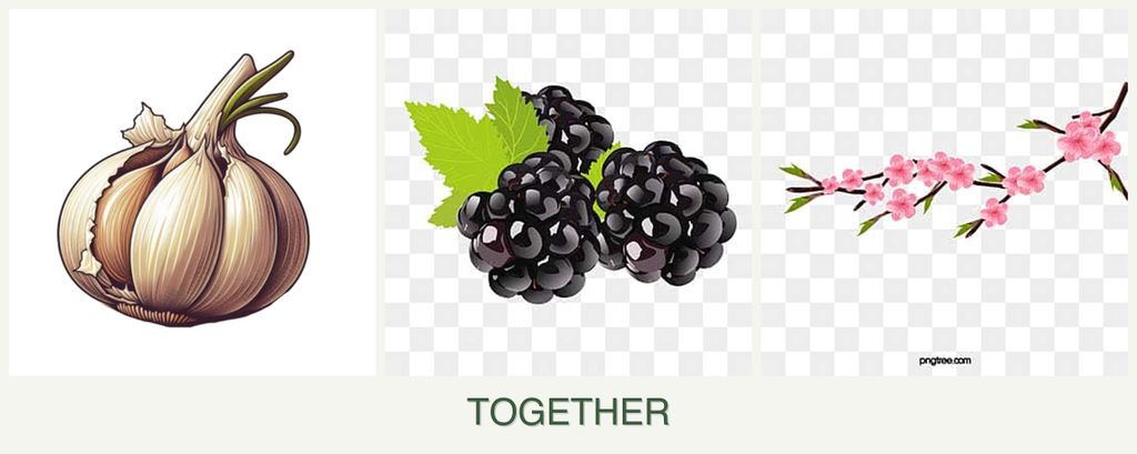 Can you plant garlic, blackberries and peaches together?