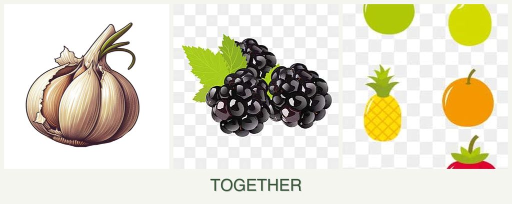 Can you plant garlic, blackberries and pears together?