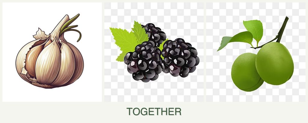 Can you plant garlic, blackberries and plums together?