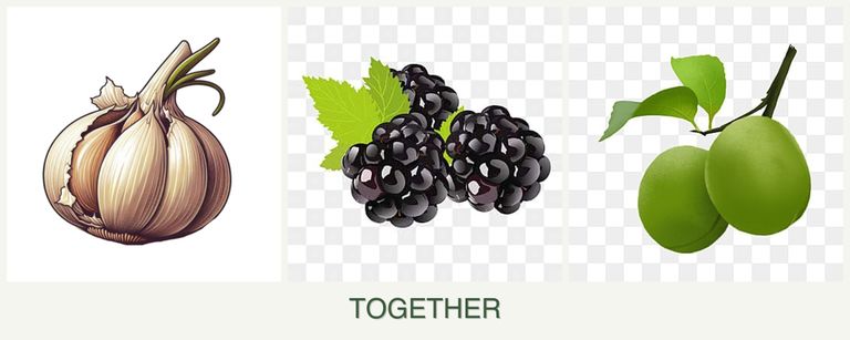 Can you plant garlic, blackberries and plums together?