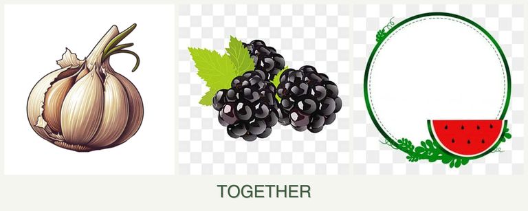 Can you plant garlic, blackberries and watermelons together?