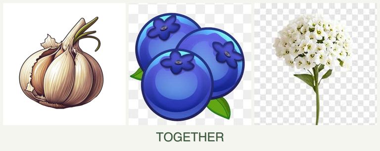 Can you plant garlic, blueberries and alyssum together?