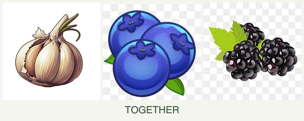 Can you plant garlic, blueberries and blackberries together?